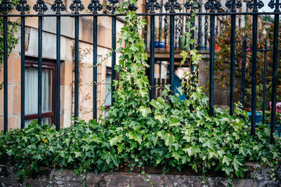 Green ivy leaves climbing black metal fence in scotland