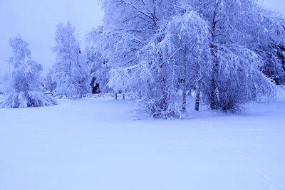 Snow covered trees in forest