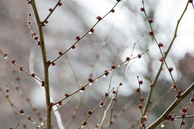 Close-up of flower tree against sky