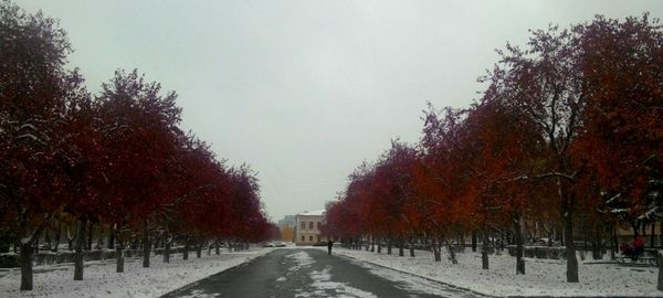 Road passing through trees