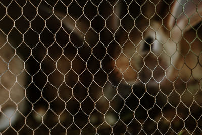Detail shot of chainlink fence