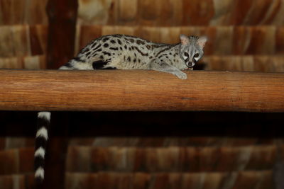 Cat lying on wood