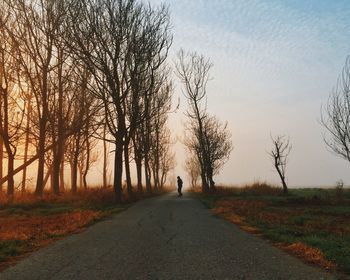 Road passing through forest