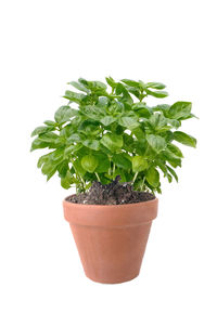 Close-up of potted plant against white background