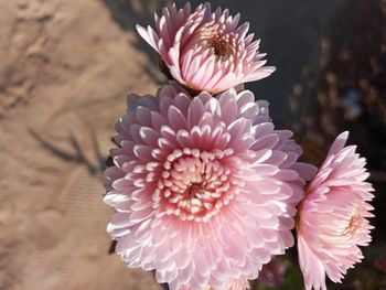 Close-up of pink flower on field