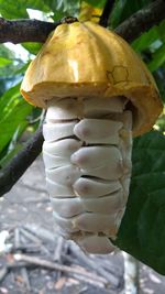 Close-up of bread