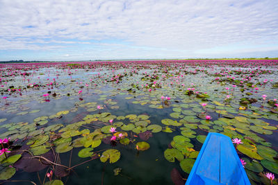 Pink lotus water lily in lake against sky