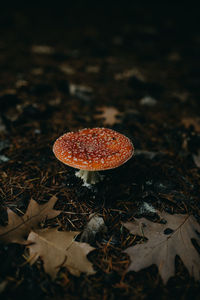 Amanita muscaria mushroom