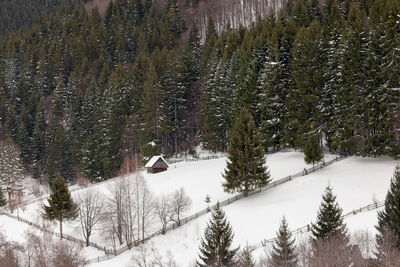 Pine trees in forest during winter