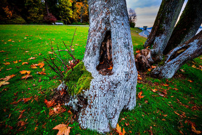 Close-up of moss growing on tree trunk