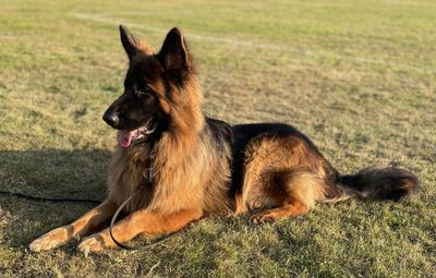 Dog looking away on field, german shepherd, gsd