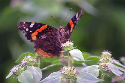 Close-up of butterfly on flower