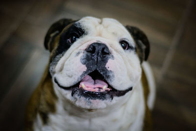 Close-up portrait of dog