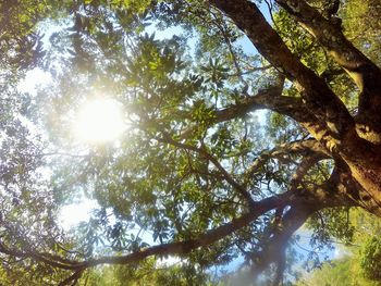 Low angle view of trees against sky