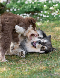 A young finnish lapphund dog and puppy playing together outdoors 