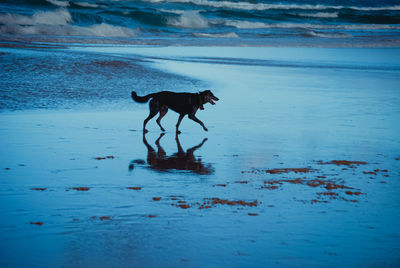Hund am strand , mit spiegelung. 