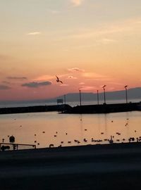 Birds at beach against sky during sunset