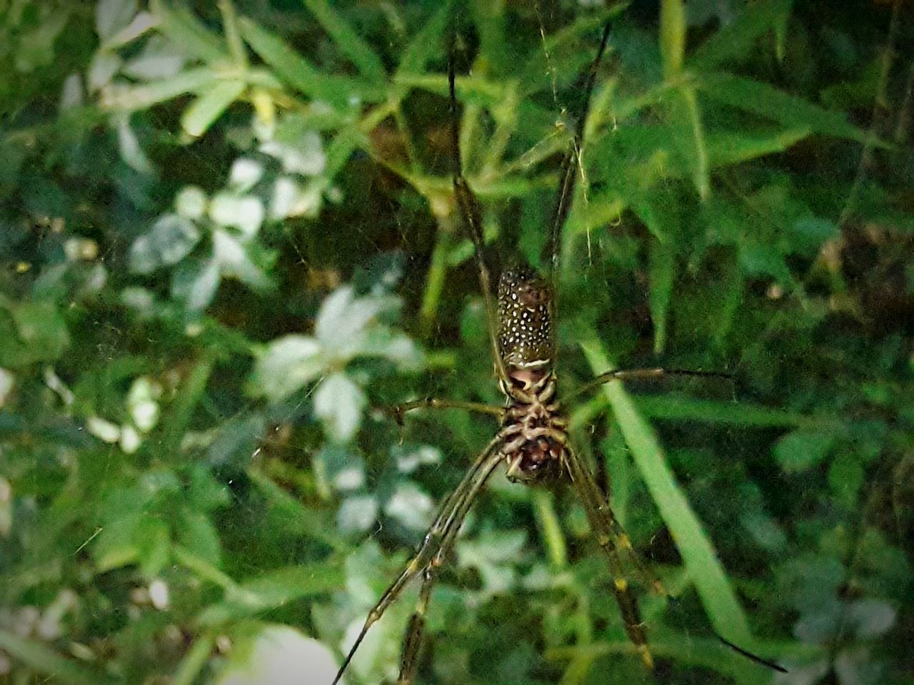 one animal, animal themes, animals in the wild, insect, nature, no people, green color, outdoors, spider, day, close-up, plant, growth