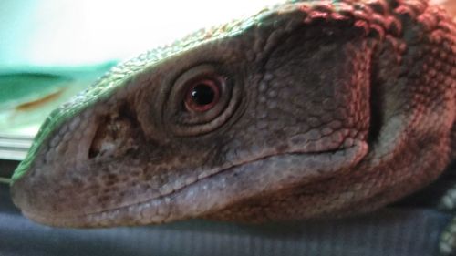 Close-up of lizard