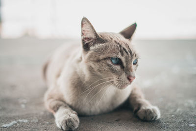 Close-up of a cat looking away