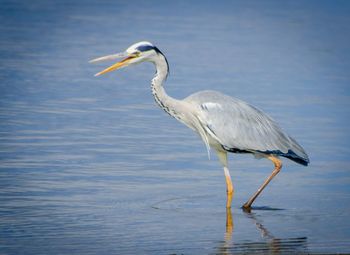 Side view of a bird on a lake