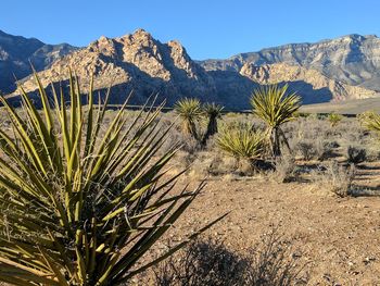 Plants growing on land against mountains