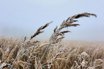 Close-up of stalks in field against sky