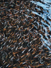 High angle view of fish in water