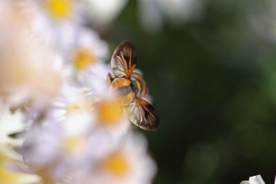 Close-up of bee pollinating on flower