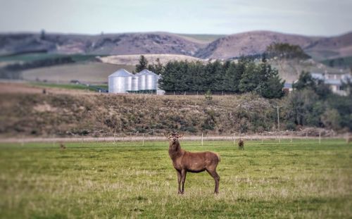 Horse grazing on field against sky