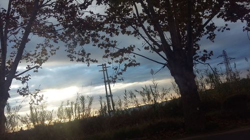 Trees in forest against sky