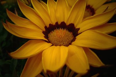Close-up of yellow flower