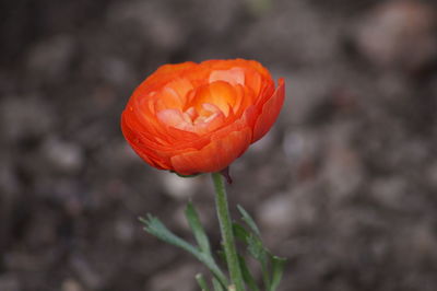 Close-up of red rose blooming