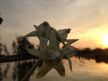 Close-up of flowering plant against sky during sunset