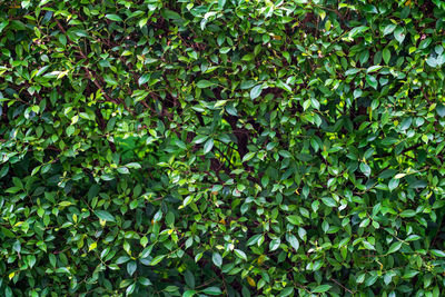 Full frame shot of fresh green plants