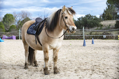 Horse standing in ranch