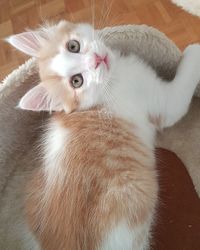 High angle view of a cat lying down