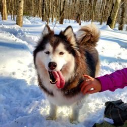 Close-up of a dog in snow