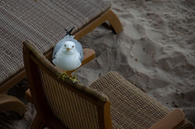 High angle view of a bird