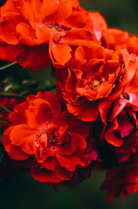 Close-up of orange flower bouquet