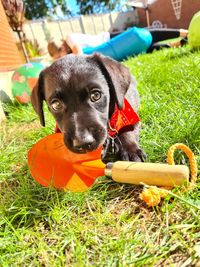 Portrait of puppy in a grass