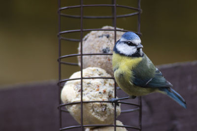 Close-up of bird perching in cage