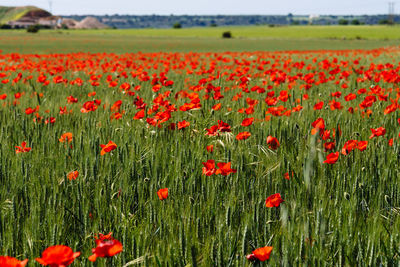 Red poppies on field