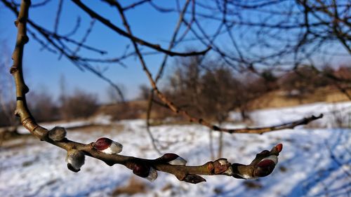 Close-up of bare tree branch during winter