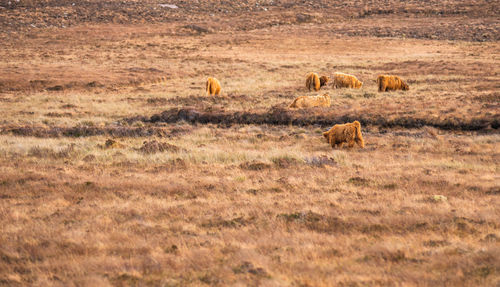 Sheep grazing on field