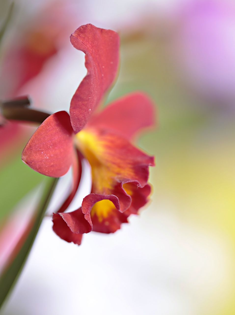 flower, fragility, beauty in nature, nature, freshness, petal, growth, close-up, flower head, focus on foreground, no people, drop, day, plant, yellow, outdoors, water