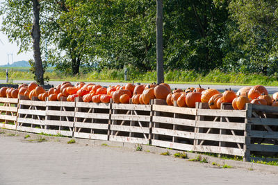 Pumpkins for sale