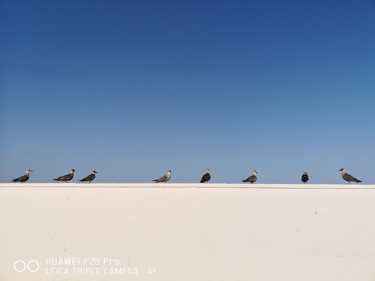 LOW ANGLE VIEW OF SEAGULLS