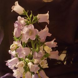 Close-up of flowers