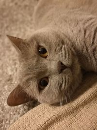 Close-up portrait of cat